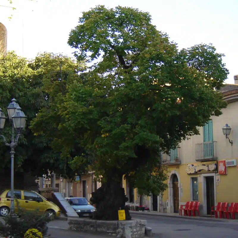 img fragneto monforte
