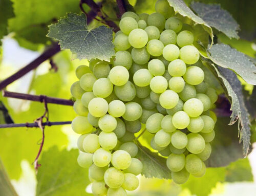 La Falanghina del Sannio: Una Storia di Rinascita