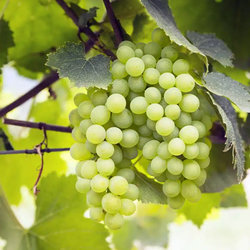La Falanghina del Sannio: Una Storia di Rinascita